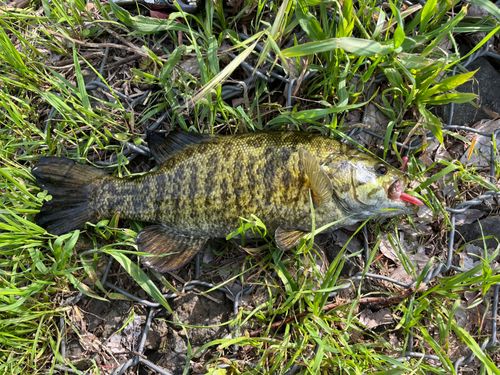 スモールマウスバスの釣果