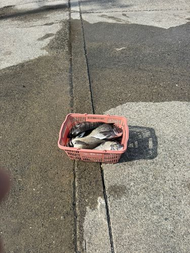 チヌの釣果