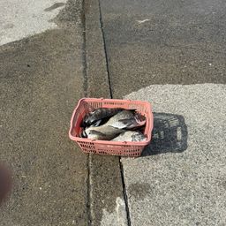 チヌ