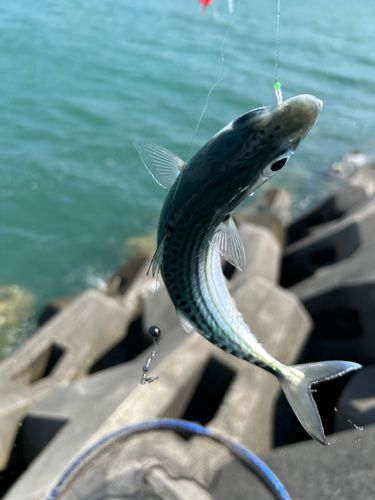 グルクマーの釣果