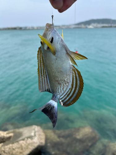 トカジャーの釣果