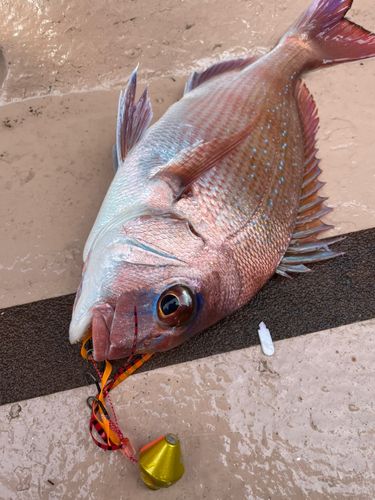 マダイの釣果