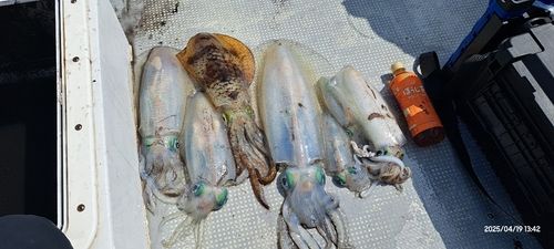 アオリイカの釣果