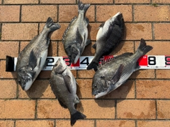 チヌの釣果