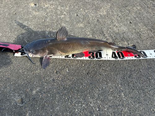 アメリカナマズの釣果