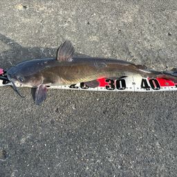 アメリカナマズ