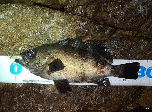 メバルの釣果