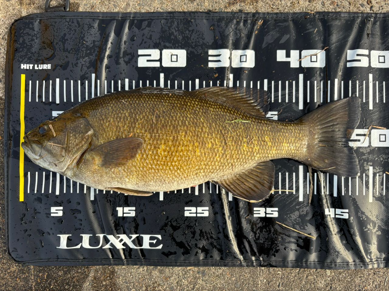 スモールマウスバス