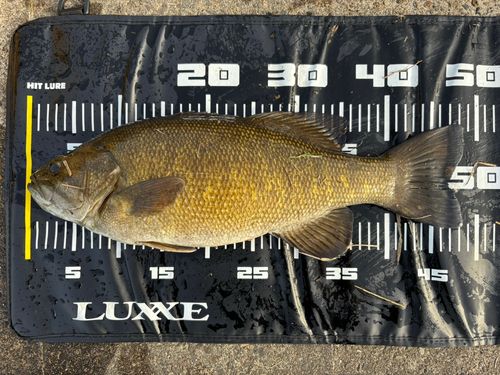 スモールマウスバスの釣果