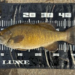 スモールマウスバス