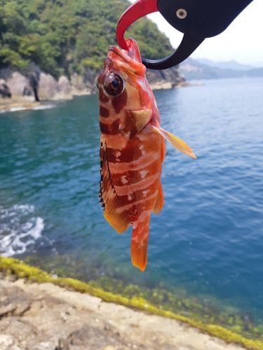 アカハタの釣果