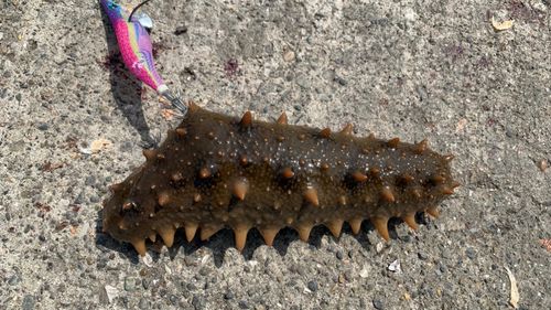 マナマコの釣果