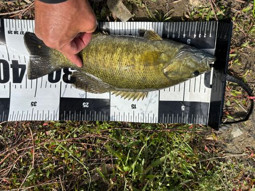 スモールマウスバスの釣果