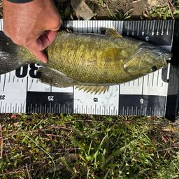 スモールマウスバス