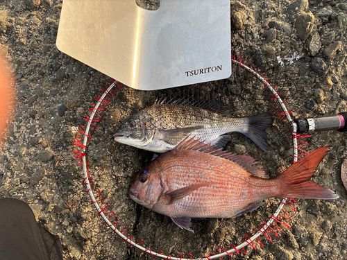 マダイの釣果
