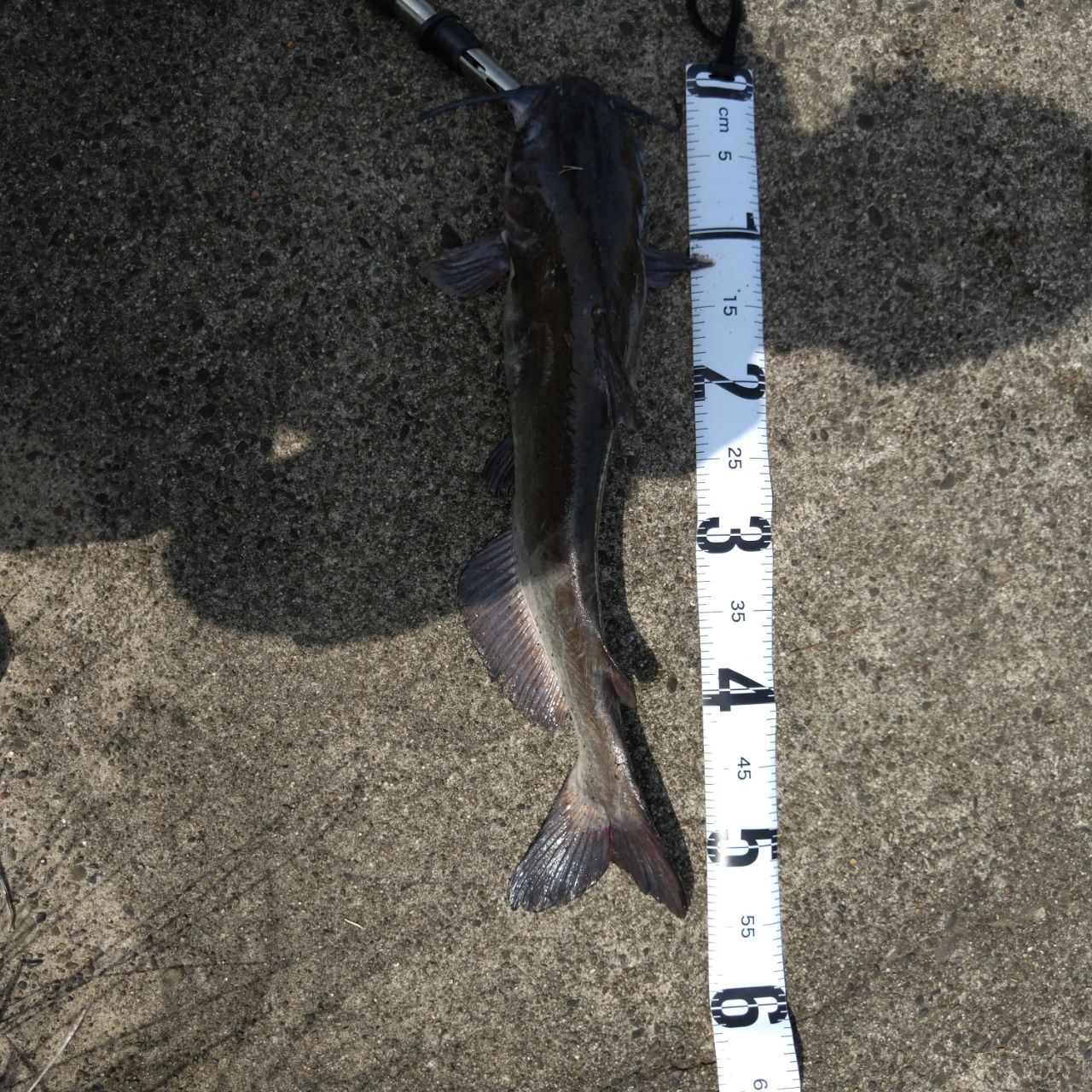 アメリカナマズ