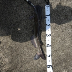 アメリカナマズの釣果