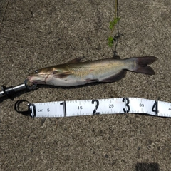 アメリカナマズの釣果