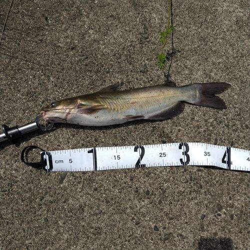 アメリカナマズの釣果