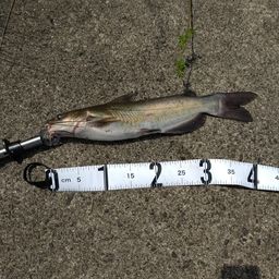 アメリカナマズ