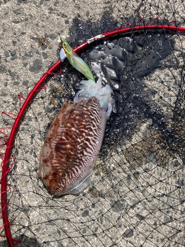 コウイカの釣果