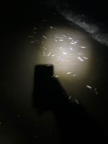 カタクチイワシの釣果