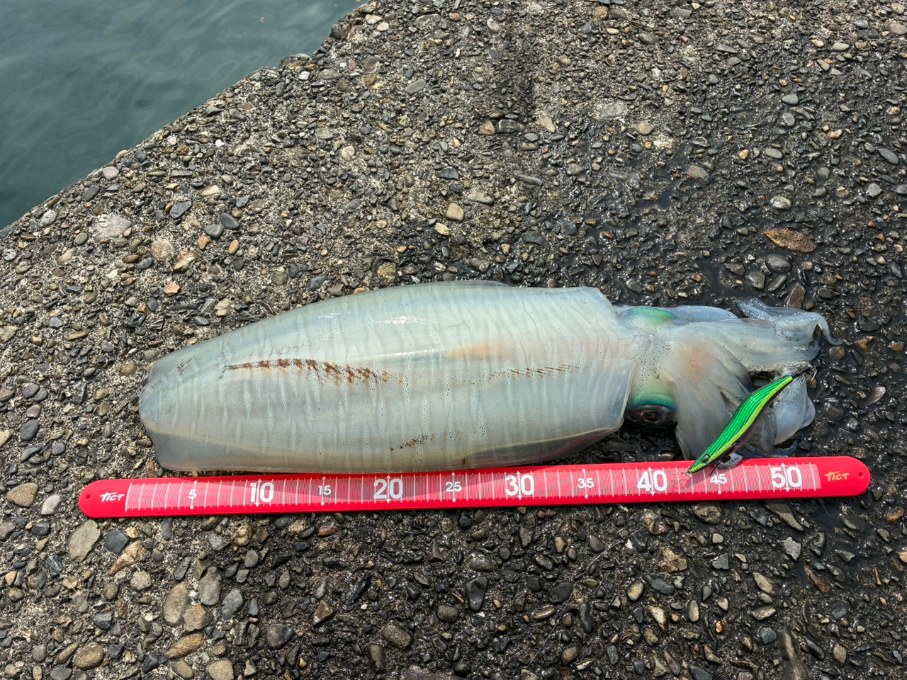 YAMAGA Blanks メビウス 83MHの最安値・インプレ・釣果 | 本音の