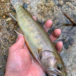 ニッコウイワナ