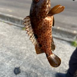 オオモンハタ