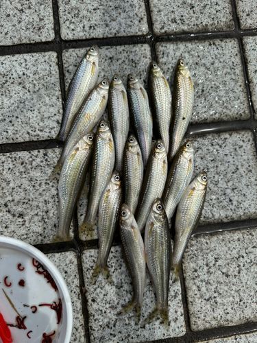 ホンモロコの釣果