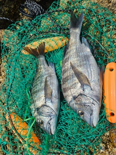 チヌの釣果