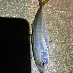 マアジ