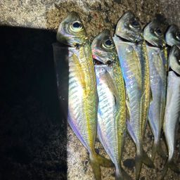 マアジ