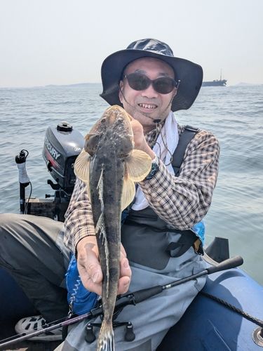 マゴチの釣果