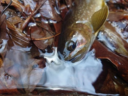イワナの釣果
