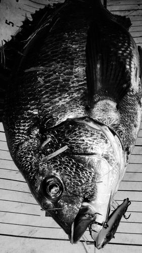 チヌの釣果