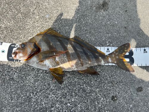 タカノハダイの釣果