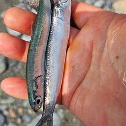 カタクチイワシ