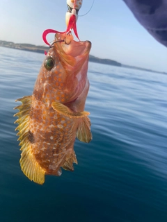キジハタの釣果