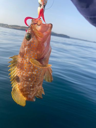 キジハタの釣果