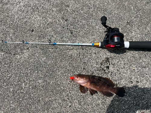 キジハタの釣果