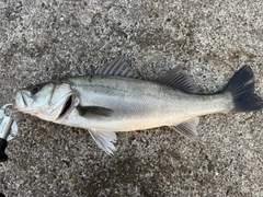 スズキの釣果