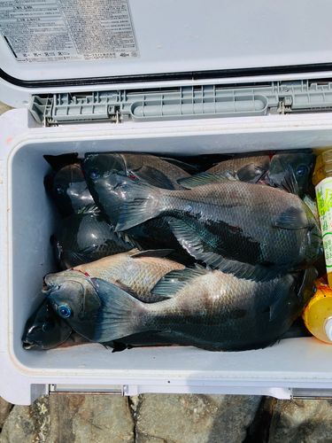 メジナの釣果