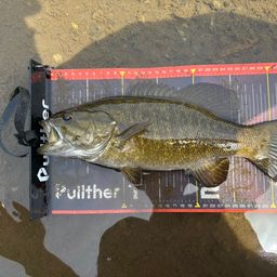 スモールマウスバス