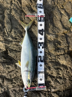 ハマチの釣果