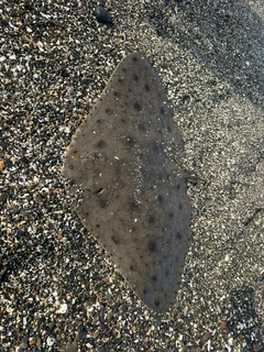 ツバクロエイの釣果