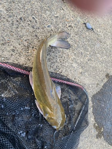 アメリカナマズの釣果