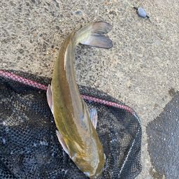 アメリカナマズ