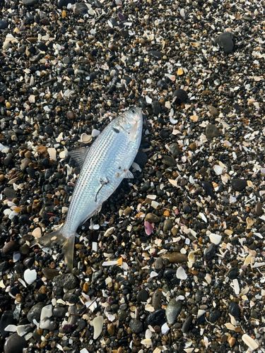 コノシロの釣果