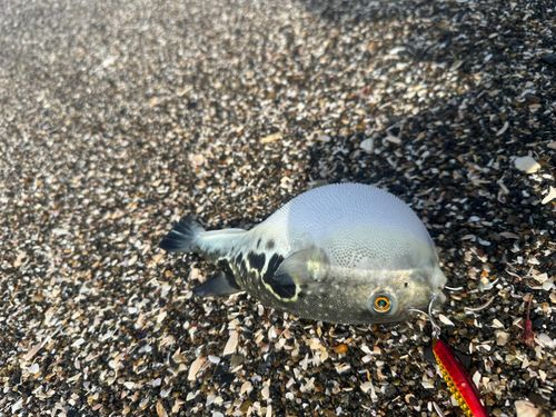 トラフグの釣果